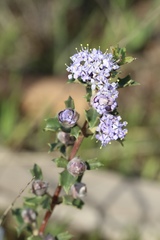 Ceanothus confusus