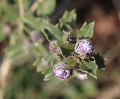Ceanothus confusus