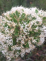 Hakea ruscifolia