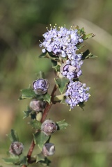Ceanothus confusus