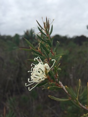 Hakea ruscifolia