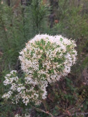 Hakea ruscifolia
