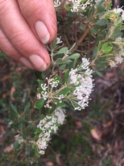 Hakea ruscifolia