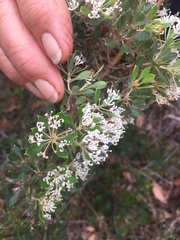 Hakea ruscifolia