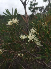 Hakea ruscifolia