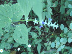 Salvia leptostachys