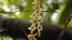 Stelis purpurascens