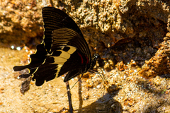 Papilio diophantus