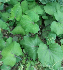 Tussilago farfara