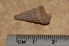 Cerithidea