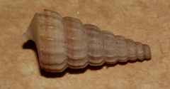 Cerithidea