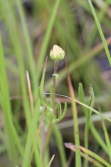 Blennosperma bakeri