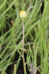 Blennosperma bakeri