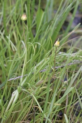 Blennosperma bakeri