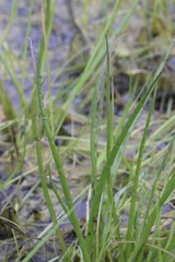 Eryngium aristulatum