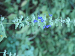 Salvia leptostachys