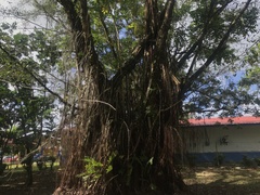 Ficus prolixa