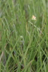 Blennosperma bakeri