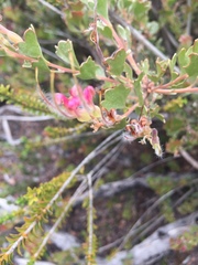 Adenanthos cuneatus