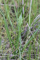 Eryngium aristulatum
