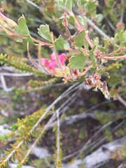 Adenanthos cuneatus