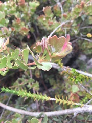 Adenanthos cuneatus