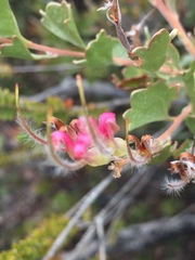 Adenanthos cuneatus