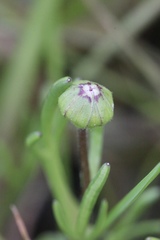 Blennosperma bakeri