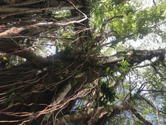 Ficus prolixa