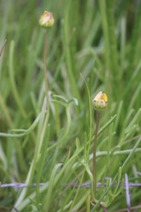 Blennosperma bakeri