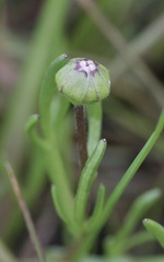 Blennosperma bakeri