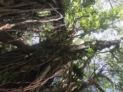 Ficus prolixa