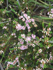 Hypocalymma strictum