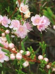 Hypocalymma strictum