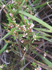 Hypocalymma strictum