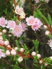 Hypocalymma strictum