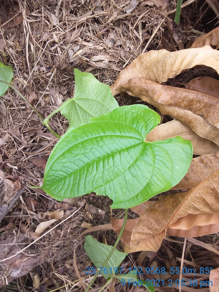 Cinnamon vines from Tinnanbar QLD 4650, Australia on February 09, 2021