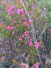 Boronia stricta