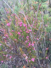 Boronia stricta
