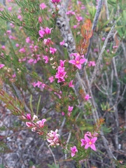 Boronia stricta