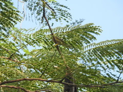 Phylloscopus