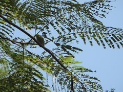 Phylloscopus