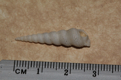 Turritella terebra