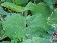 Tussilago farfara