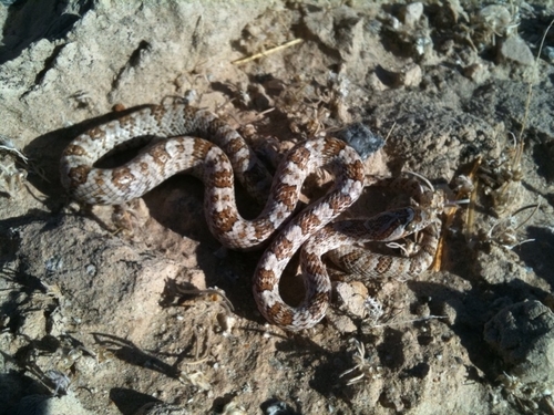 Trimorphodon lyrophanes