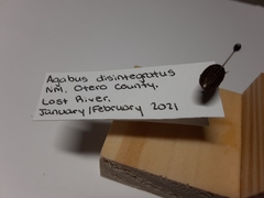 Agabus disintegratus