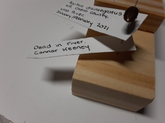 Agabus disintegratus