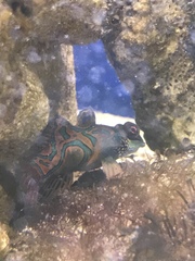 Synchiropus