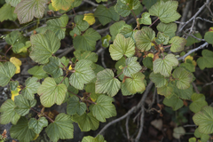 Ribes graveolens