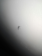 Armigeres subalbatus